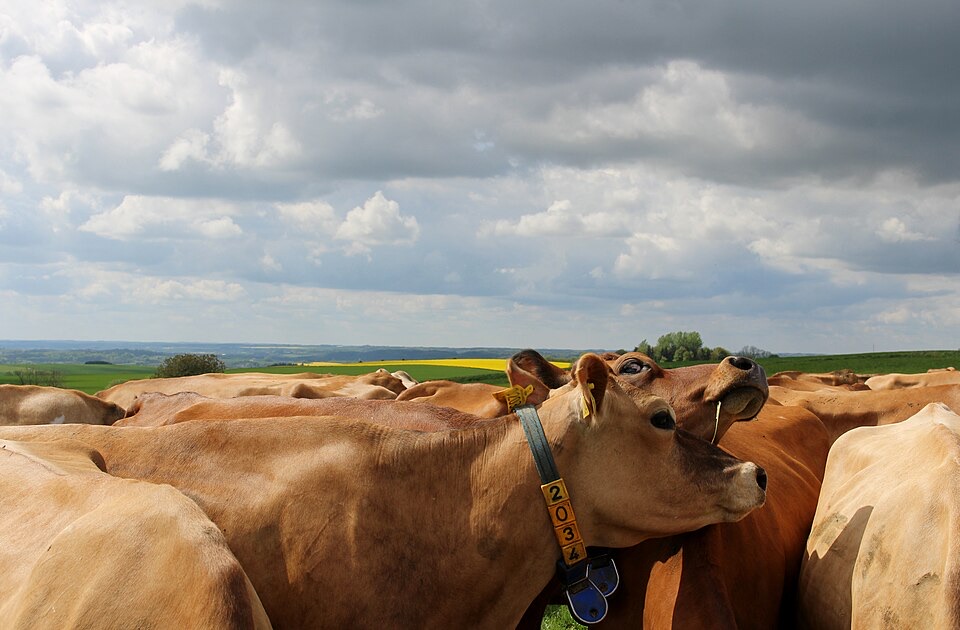 Jersey dairy herd on green pasture